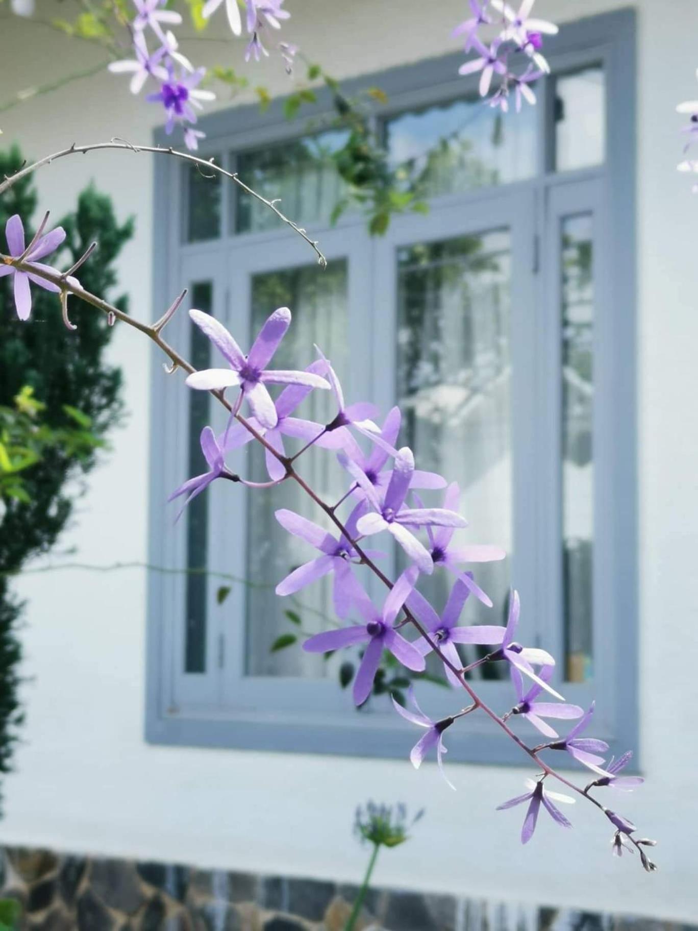 Tia Du Villa Homestay Đà Lạt Ngoại thất bức ảnh